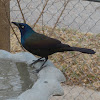 Common Grackle