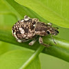 Broad-nosed Weevil