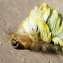 Flannel moth caterpillar