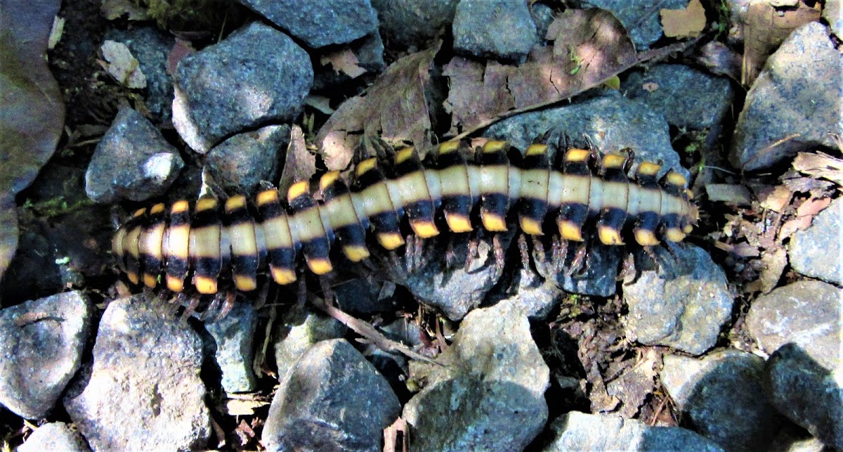 Flat backed millipede