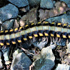 Flat backed millipede