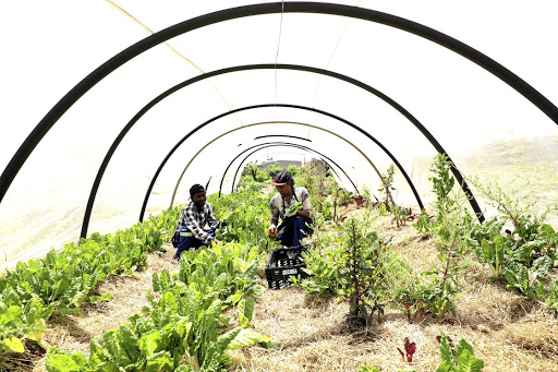 Jane Sibeko and Johannes Selepe harvest spinach at a cooperative farming project in Alexandra township.