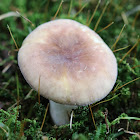 toadstool