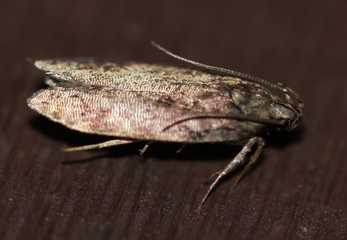 tiny copper moth