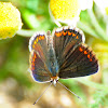 Southern Brown Argus; Morena