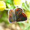 Southern Brown Argus; Morena