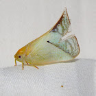 Flatid Planthopper