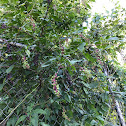 American pokeweed