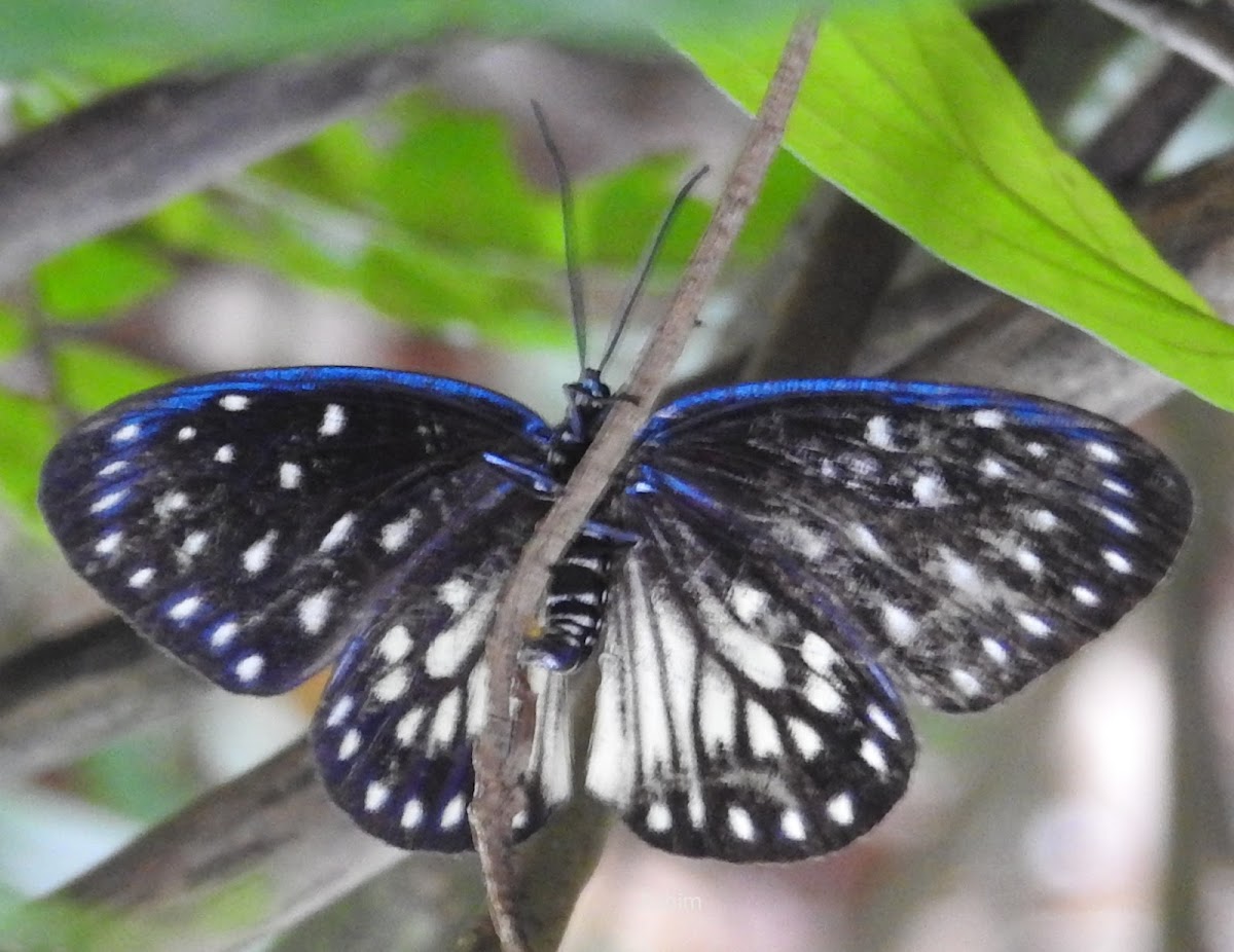 Spotted day flying moth