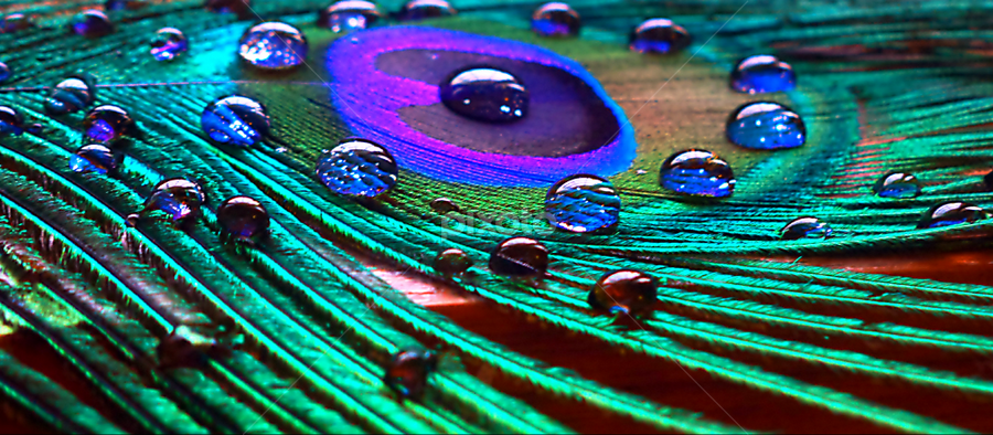 Water Drop On Peacock Feather Art Print by Miragec 