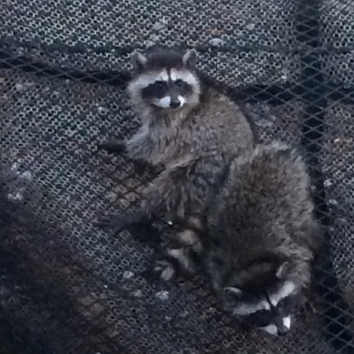 Raccoon