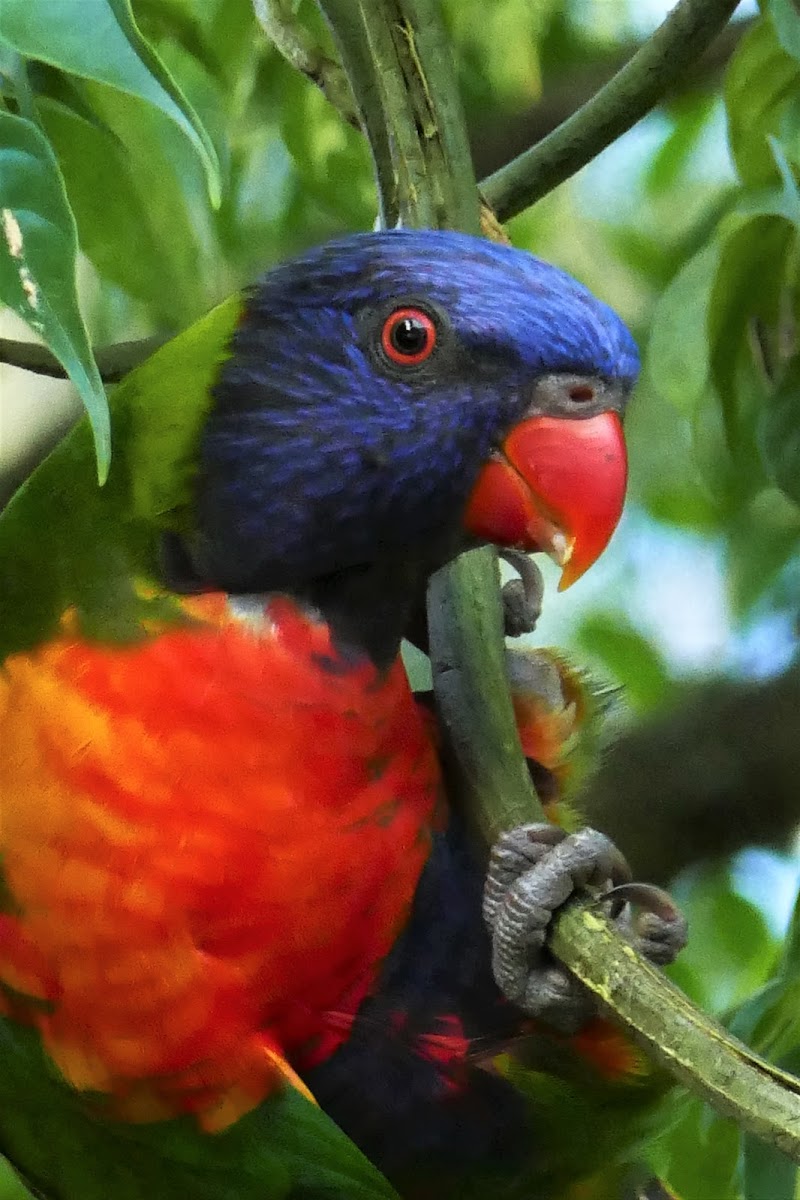 Rainbow Lorikeets