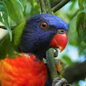 Rainbow Lorikeets