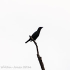 Asian Glossy Starling