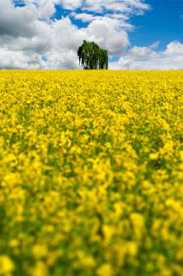 Campo di Colza di Davide Vitali