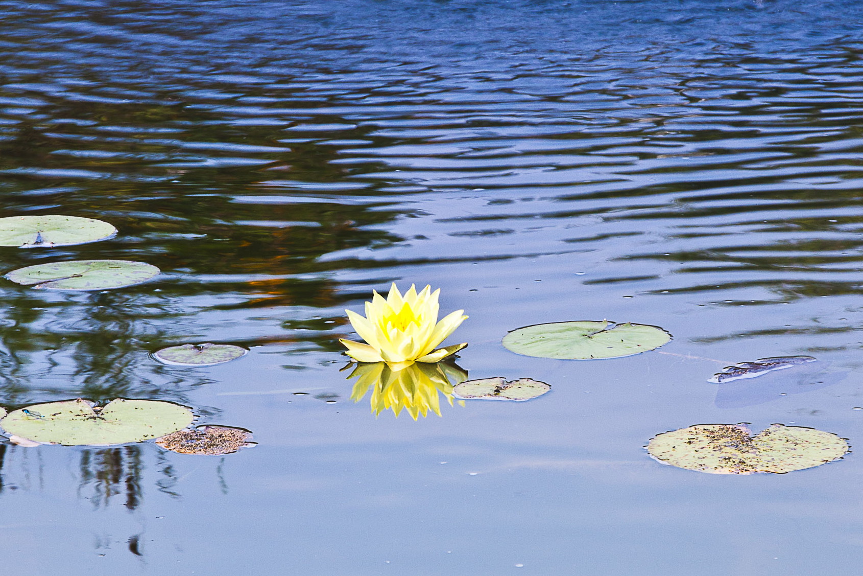 water lilies  di giorgio_travisi