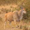 Common eland