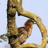 Green Heron