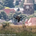 Cormorant