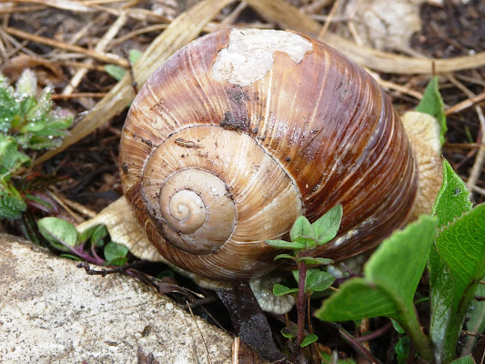 Lumaca lumachina di Laucol