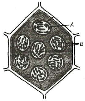 Occurrence and Availability of Essential Elements for Plants