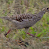 grey francolin