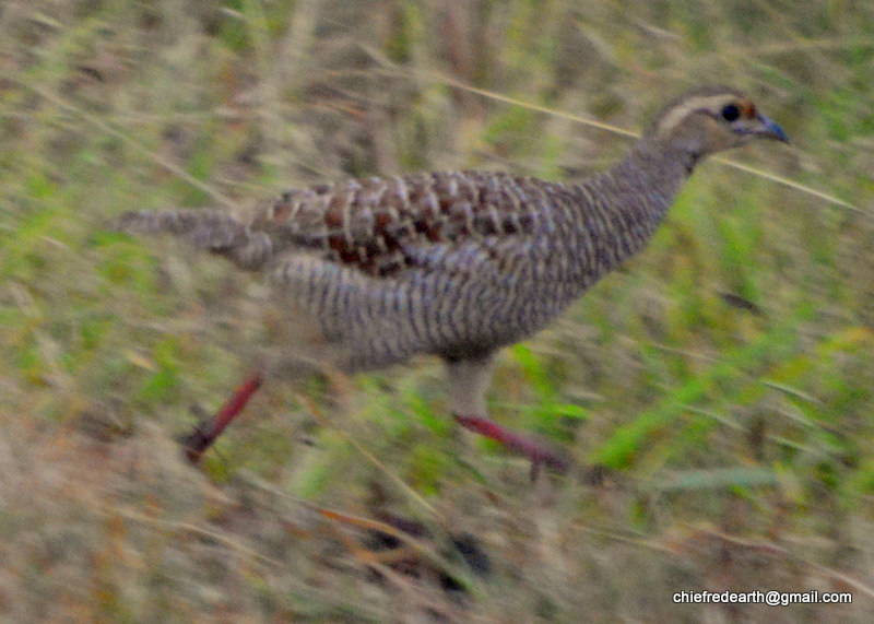 grey francolin