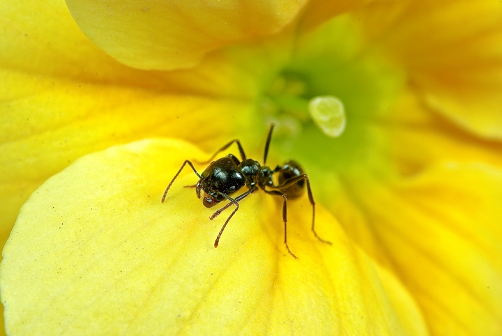 Giallo e nero. di Serfano