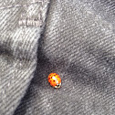 Ladybird Beetle