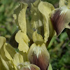 Southern Dwarf Iris