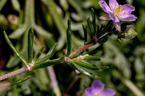 Spergularia rupicola