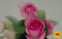 Pink Roses Wallpaper HD New Tab Theme© small promo image