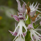 Νaked man orchid