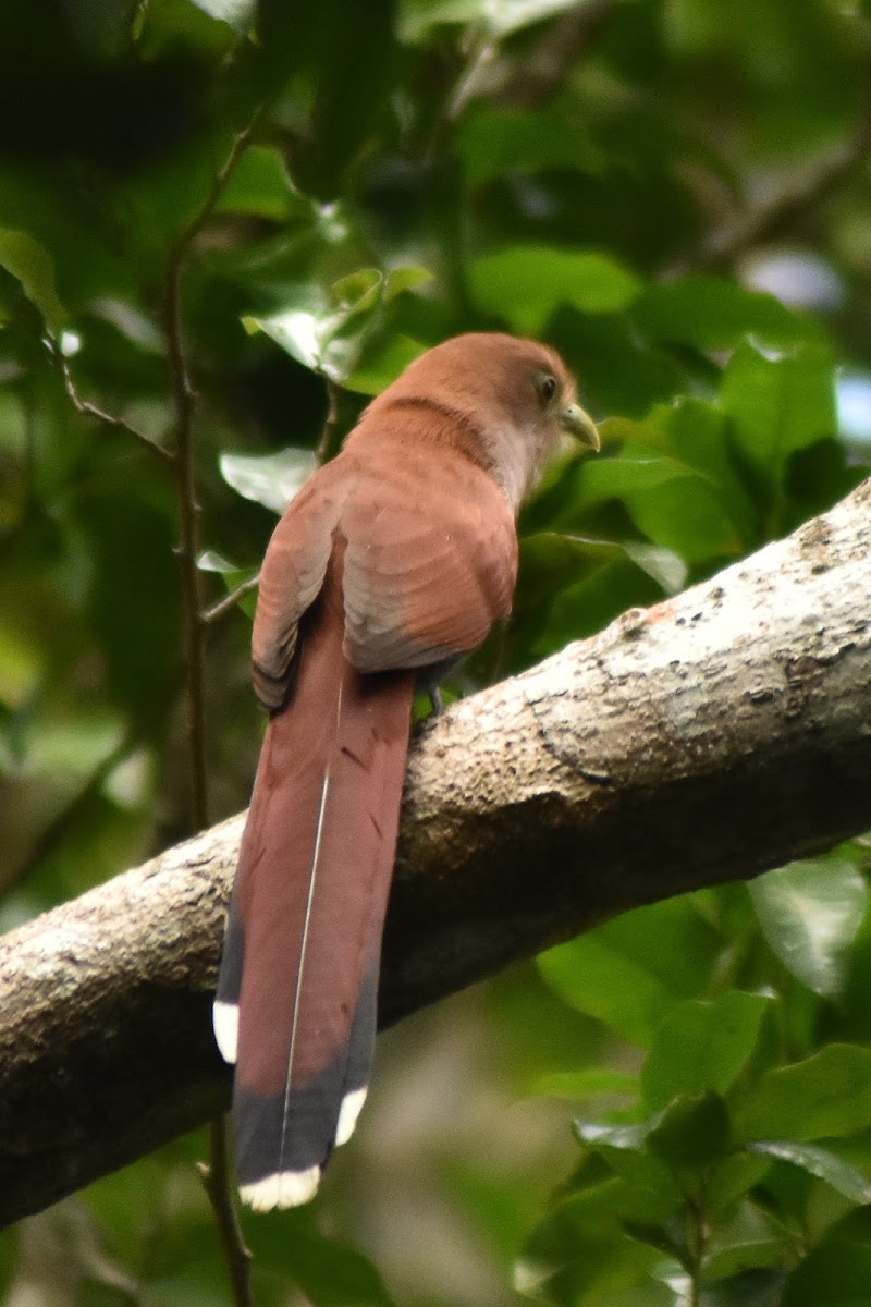 Squirrel cuckoo