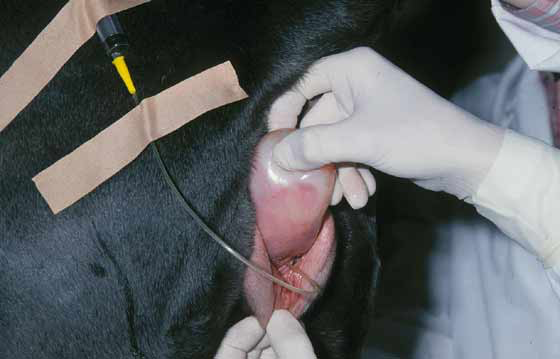 A catheter is inserted into the urethra of a Mastino Napolitano