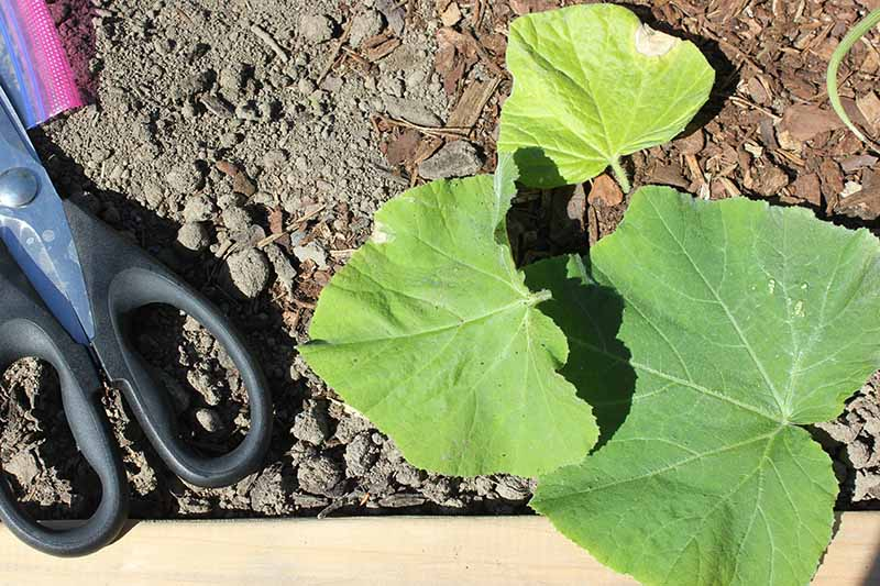 trim the damaged leaves to protect an overwatered pumpkin plant
