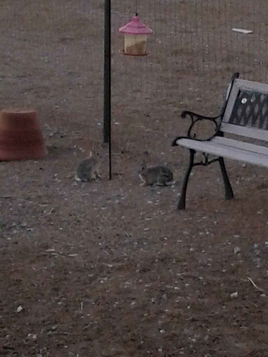 Desert Cottontail Rabbit