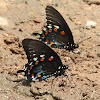 Pipevine Swallowtail