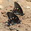 Pipevine Swallowtail