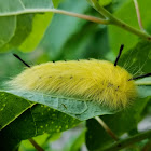 Spotted Apatelodes Caterpillar