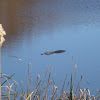 American Alligator