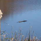 American Alligator