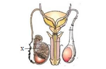 Male reproductive system