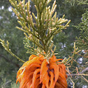 Cedar Apple Rust