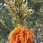 Cedar Apple Rust