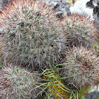 Hedgehog Cactus