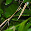 Malayan Ringneck