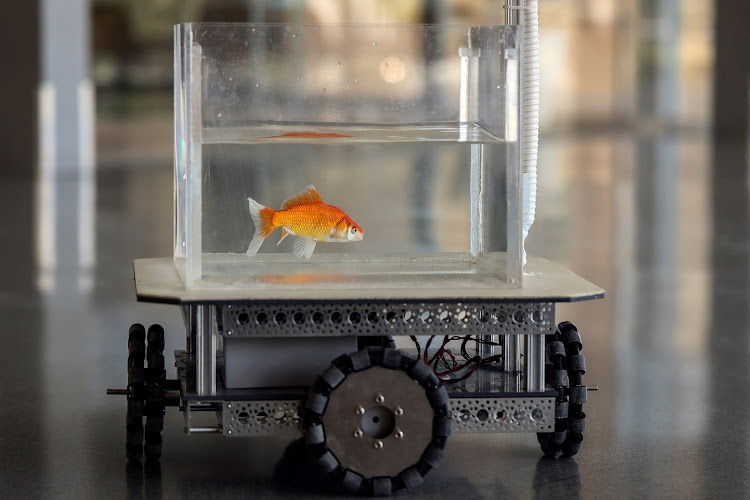 Just like humans, some goldfish are better drivers than others. Picture: REUTES