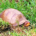 Three-toed Box Turtle