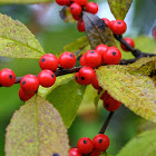 Winterberry